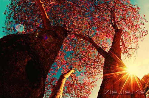 晚安心语:只有想不通的人,没有走不通的路 (6)