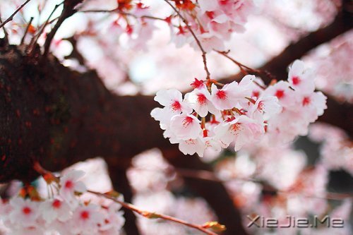 早安心语:脏话比谎言干净一千倍 (8)