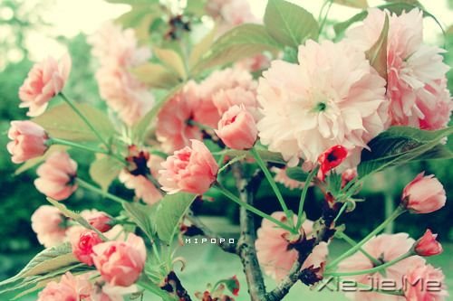 晚安心语:哭泣时没有肩膀依靠,那就仰起头 (10)